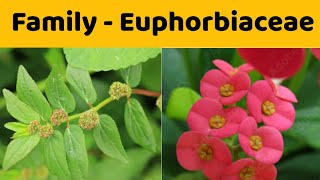 Euphorbiaceae Family  Floral Formula  Economic Importance of Family Euphorbiaceae [upl. by Sairu]