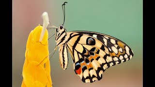 How a Caterpillar Becomes a Butterfly Explained [upl. by Eenttirb837]