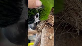 What Does A Purring Mini Macaw Sound Like  parrotbliss parrot macaw [upl. by Norad]