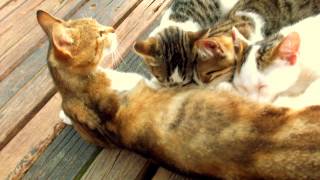 Kittens Drinking Milk From Mom Very Funny cats [upl. by Ayenet468]