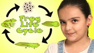 Frog Life Cycle  From Egg to Frog  Science for Kids [upl. by Lenee]