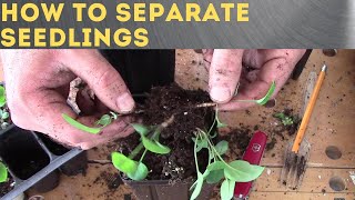 How to separate seedlings [upl. by Aelegna]