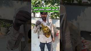 Baby Duck मंदिर में हुआ जिंदा और इसने मछली को खाने के लिए टैंक से निकाला । shortsfeed petsvlog [upl. by Uhile507]