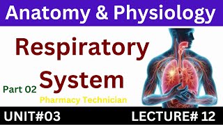 Respiratory System  Anatomy And Physiology  Pharmacy Technician [upl. by Huan]