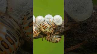 photography macrophotography nature macrocaptures macronature natgeo macrography wildlife [upl. by Anagnos]