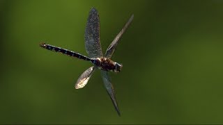 Man Takes Flight With Custom Built Bird Wings [upl. by Uziel]