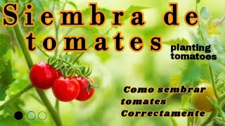 COMO SEMBRAR TOMATES EN EL HUERTO [upl. by Gathers]