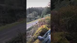 Cutting through a Welsh forest in a WRC Yaris ralio stages ifindoubtflatout wrc wrcmotorsport [upl. by Kanor]