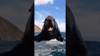 🌊 🦁 Sea Lion Attacks a Man Spearfishing gone wrong shorts fishing sealions [upl. by Hterrag611]