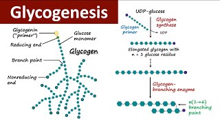 Glycogenesis  Glycogen Metabolism  Carbohydrate Metabolism  Biochemistry [upl. by Girovard]