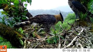 Ornate Hawkeagle Spizaetus ornatus [upl. by Entsirhc]