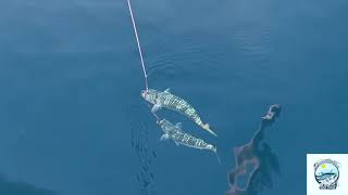 Pillole di Tecniche di Pesca numero 3 Innesco tandem traina col vivo Tandem Live Bait Trolling [upl. by Epstein]