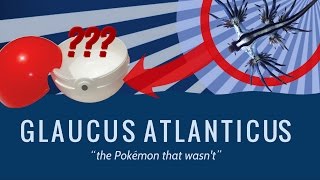 Glaucus Atlanticus The Pokemon That Wasnt [upl. by Englis]