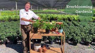 Nicholas Staddon Shares Gardenia jasminoides Veitchii Everblooming Gardenia from Everde Growers [upl. by Robinetta]