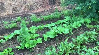 Organic Farming vs Conventional Farming [upl. by Lsil]