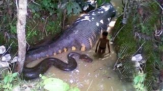 the BIGGEST ANACONDA Amazon [upl. by Ainahs]