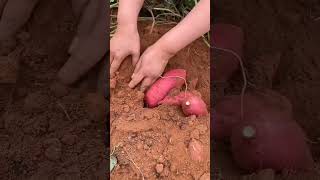 Farm girl digging sweet potatoes [upl. by Aun]