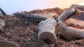 Tegu unboxing from Teguterra Argentine Chacoan Giant [upl. by Atterrol]