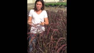 Riverbend Nursery Plant PremierePennisetum Rubrum 1 [upl. by Miller494]