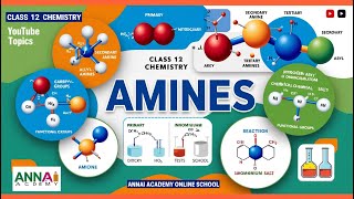 Understanding Amines Unlocking the Secrets of Organic Chemistry [upl. by Philpot]