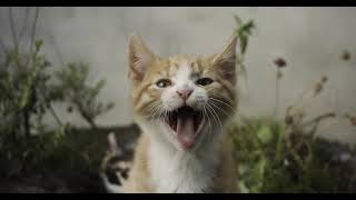 cat yawning [upl. by Anat]