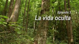 Un Oso Queretano Grupo Ecológico Sierra Gorda IAP [upl. by Jeconiah]