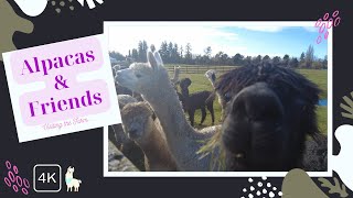 4K narrated Visit at the Alpaca Farm 🦙 [upl. by Julio]