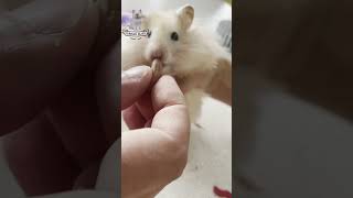 🐹 Snack Time Sass Hamster’s Not Hungry 🍽️ cat cats funny shorts fyp [upl. by Neret]