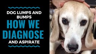 Dog Lumps and Bumps How We Diagnose with an Aspirate [upl. by Tutankhamen]