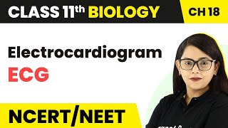 Electrocardiogram ECG  Body Fluids and Circulation  Class 11 BiologyNEETAIIMS [upl. by Slater313]