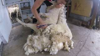 Blade shearing a Stroppy Perendale Ewe [upl. by Schreib]