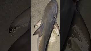 OCean Hangor fish video In Bangladesh marketshorts [upl. by Nayve]