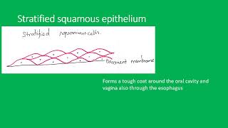 Histology epithelium [upl. by Goldwin]