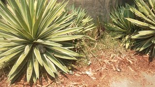 All about the Agave plant in Hindi आवश्यक जानकारी [upl. by Chavey]