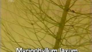 loose watermilfoil Myriophyllum laxum [upl. by Cini313]