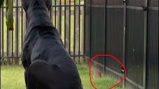 Full video Cane Corso reaction to bunny 🫣😱👀 canecorso animals dog pets trending canine [upl. by Erehpotsirhc119]