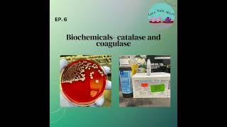 TBT Biochemicals catalase and coagulase [upl. by Edyth59]