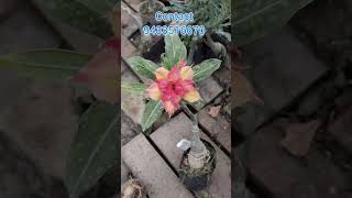 Adenium beautiful flower gardening adeniumdesertrose adeniumplant flowers [upl. by Ayna969]