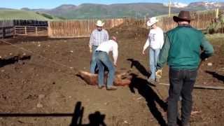 Branding cattle in Colorado [upl. by Naima]