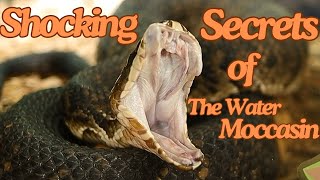 EXPERT Herpetologist Shares Shocking Water Moccasin Secrets [upl. by Schofield938]