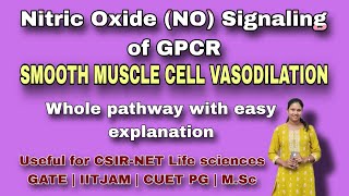 NITRIC OXIDE SIGNALING PATHWAY OF GPCR  MSc Classes  Cell Biology CSIRNET LIFE SCIENCES  GATE [upl. by Nixie]