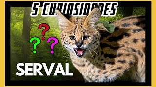 5 curiosidades interessantes sobre o Serval [upl. by Gerrit250]