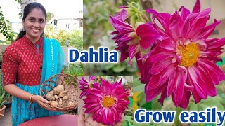 How to grow dahlia  growing dahlia from bulbs  growing dahlia from seeds eetharamillalu [upl. by Ahcsrop148]