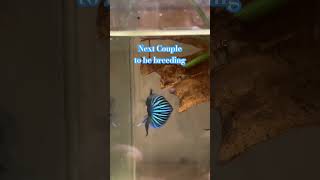 Cross Breeding Samaurai and Alien beautiful aquarium bettafish bettafishbreeding [upl. by Htebsle371]