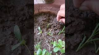 How to plant portulaca flower in pot garden gardenflower gardening shorts [upl. by Mcfadden]