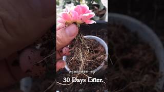 Rose 🌺 🌹 Tree growth roseflower rose shorts gardening shortvideo [upl. by Yelroc]