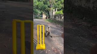 🌧️baarish m gully cricket🏏or aaya monkey🐒😱shortsfeed motivational inspiration viral [upl. by Zoarah]