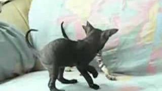 Cornish rex kitten play [upl. by Hsejar]