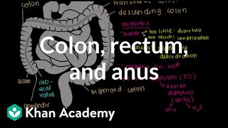 Colon rectum and anus  Gastrointestinal system physiology  NCLEXRN  Khan Academy [upl. by Ellenhoj439]