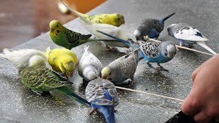 Budgie Parakeets [upl. by Bautista]